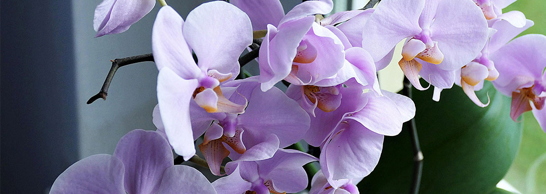 Орхидеи